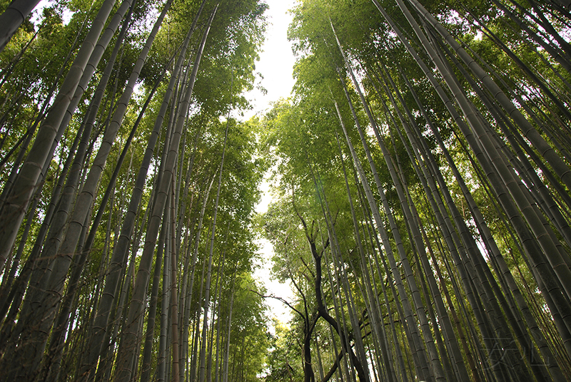 Бамбуковая роща, район Арасияма, Киото