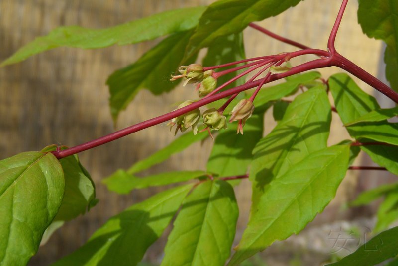 Acer mandshuricum leafs