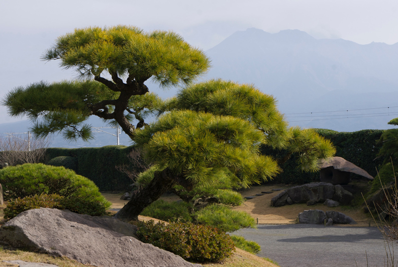 Formed pine, Japan