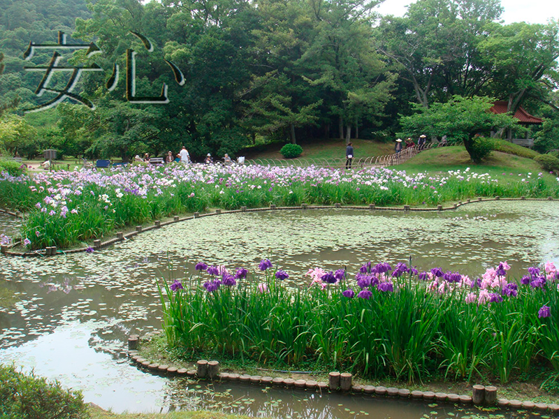 Blooming irises in Ritsurin Koen